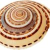 FIRMUS Original Ceramic Conch Shell Vishnu Chakra for Pooja/Vastu Dosh and to Attract Wealth (Approx 1.25 Inch) - Pack of 2