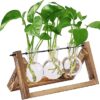 HASTHIP® 3Pcs Hydroponics Glass Planter with Wooden Stand for Desktop Table Decor Home Office, Plant Terrarium, Air Planter Bulb Glass Vase for Propagating Money Plant, Flower and More
