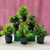 Dekorly 6 Packs Fake Plants Small, Mini Artificial Plants Indoor For Home Farmhouse Bathroom Shelf Décor (Height : 17Cm, Black) - Plastic