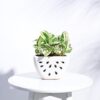 UGAOO Watermelon Ceramic Planter (Bare White, Diameter 5.9 Inch) | Ceramic Planter Pot for Indoor Outdoor Home, Office, Garden | Table Top Flower Pot for Living Room, Balcony