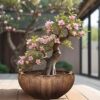 PLANTORI Ceramic Pot for Plants Big Size | Ceramic Flower Pot for Bonsai Plant | Planter for Living Room, Home Decoration, Balcony, Outdoor Garden(9 inch Dia Ceramic Tray, Brown Big Planter)