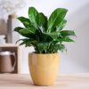 UGAOO Nature's Hum Slim Premium Ceramic Planter | 5 Inch Flower Pot for Indoor, Outdoor, Home & Garden (Sandalwood)