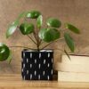 Medhini by Earth Store 3.7 Inch Dash Black Square Ceramic Planter for Living Room Indoor Outdoor Plants, Garden, Balcony, Home Decor Flower Pot Set of 1 (Plants Not Included)